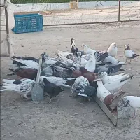 کبوتر