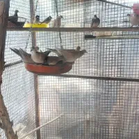 فروش کبوتر باغی،نوکابادسرهنگ