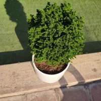 کریپ توپی (62% تخفیف) 13ساله|گل و گیاه طبیعی|تهران, صادقیه|دیوار