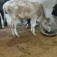 گوساله شیری ماده  هلشتاین اصل|حیوانات مزرعه|بروجرد, |دیوار