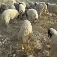 بره پروار