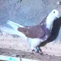 مجسمه تندیس ماکت کبوتر