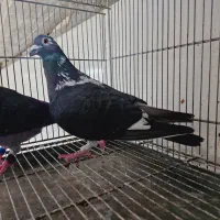 کبوتر مسافت بلند آردن و مولر