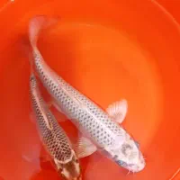 فروش دو عدد ماهی کوی گلد بزرگ آکواریوم... خوار