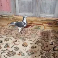 پلنگ پرستویی پلاکی نر|پرنده|کوهسرخ, |دیوار