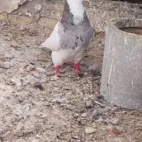 طوقی نر|پرنده|اهواز, اسماعیلیه|دیوار