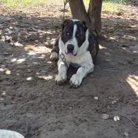 یک قلاده سگ الابای نر