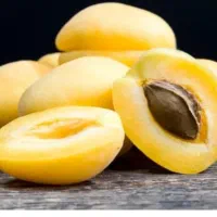 زردآلو شاهرودی ، نهال ، درخت پر محصول ، نهالستان