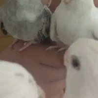 عروس هلندی جفت نر سخنگو|پرنده|اردبیل, |دیوار