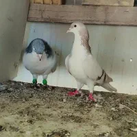 دو تا حیوان