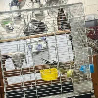 فروش فوری عروس هلندی بالغ ۸ ماهه