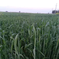 اجاره زمین کشاورزی|اجارهٔ دفتر صنعتی، کشاورزی، تجاری|شوشتر, |دیوار