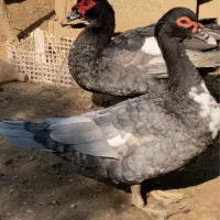 اردک مسکویی دودی و روئن فرانسه کیفیت بالا|پرنده|قائم‌شهر, |دیوار