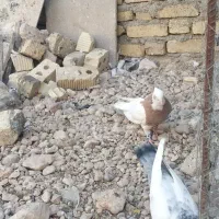 طوق زرد نر