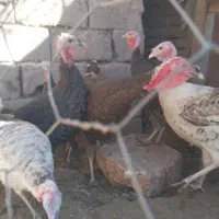 ۱۱عددبوقلمون فروشی|حیوانات مزرعه|راین, |دیوار