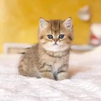گربه بریتیش تبی گلد و بلک گلد خاص