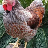 جوجه ویاندوت|حیوانات مزرعه|آمل, |دیوار