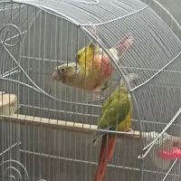 جفت طوطی گرینچیک مولد|پرنده|اصفهان, شمس آباد|دیوار