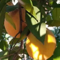 پرتقال تامسون شیرین آب دار|خوردنی و آشامیدنی|قائم‌شهر, |دیوار