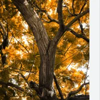 باغداری و حرص کاری