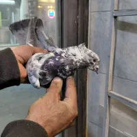 کفتر کبوتر|پرنده|بومهن, |دیوار