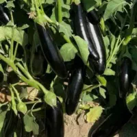 بارفروشی و امانت داری باره صیفی جات با تسویه فوری