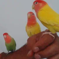 جفت طوطی کوتوله برزیلی ... رام، دستی و بسیار زیبا