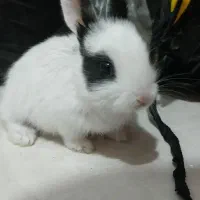 خرگوش کوچولو باهوش|موش و خرگوش|تربتحیدریه, کلاته توکلی|دیوار