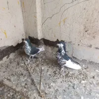 کبوتر خوشرنگ|پرنده|فولادشهر, B2|دیوار