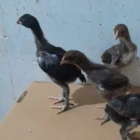 تعدادی جوجه لاری ۲۲ روزه قلم سبز و اصل