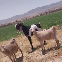 فروش۳ عدد بز خارجی