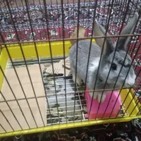 سلام یک عددخرگوش محلی باقفسش