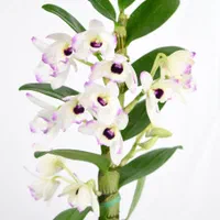 ارکیده دندروبیم  عطری|گل و گیاه طبیعی|تهران, شهرک چیتگر|دیوار