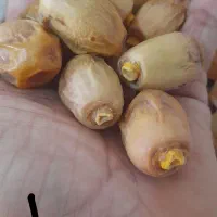 قصب زاهدی|خوردنی و آشامیدنی|کردیان, |دیوار