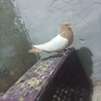 فقط معاوضه با جفت کبوتر