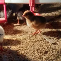 جوجه مرغ گلپایگان ۳ روز|حیوانات مزرعه|قائم‌شهر, |دیوار