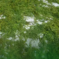 دلال ماست و نازخاتون وسبزی ماهی و قرمه و مرغ ترش|خوردنی و آشامیدنی|گتاب, |دیوار