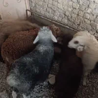 5تا بره نر و ماده قلم دار درجه یک ضمانتی|حیوانات مزرعه|مشهد, سیسآباد|دیوار