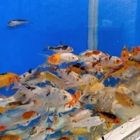 ماهی کوی باله بلند فقط دونه ای 30ت