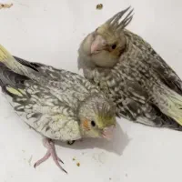 جوجه عروس هلندی سرلاکی