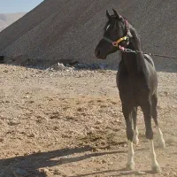 سواری کردن اسب|اسب و تجهیزات اسب‌سواری|شیراز, انجیره|دیوار