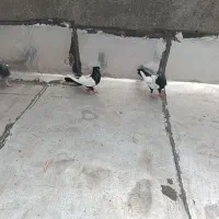 یه جفت سرته‌ سیاه