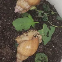 دوعددحلزون