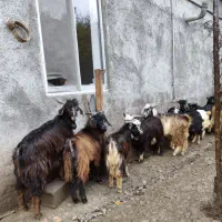 بز بزغاله بره میش|حیوانات مزرعه|قلعه نو, |دیوار