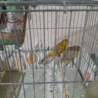 قناری مست مست