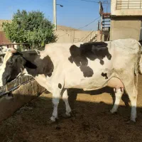 گاو پرشیر بدون گوساله|حیوانات مزرعه|بروجن, |دیوار