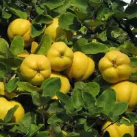 فروش نهال هر نوع موجود است|حراج|چهاردانگه (تهران), |دیوار