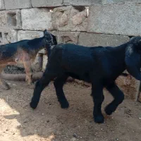 بز.