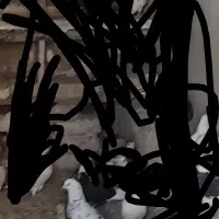 این کبوترها گم شدن دست هرکی باشه من می‌خرم|حیوانات|تویسرکان, |دیوار