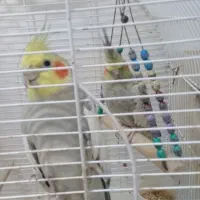 جفت عروس هلندی معاوضه